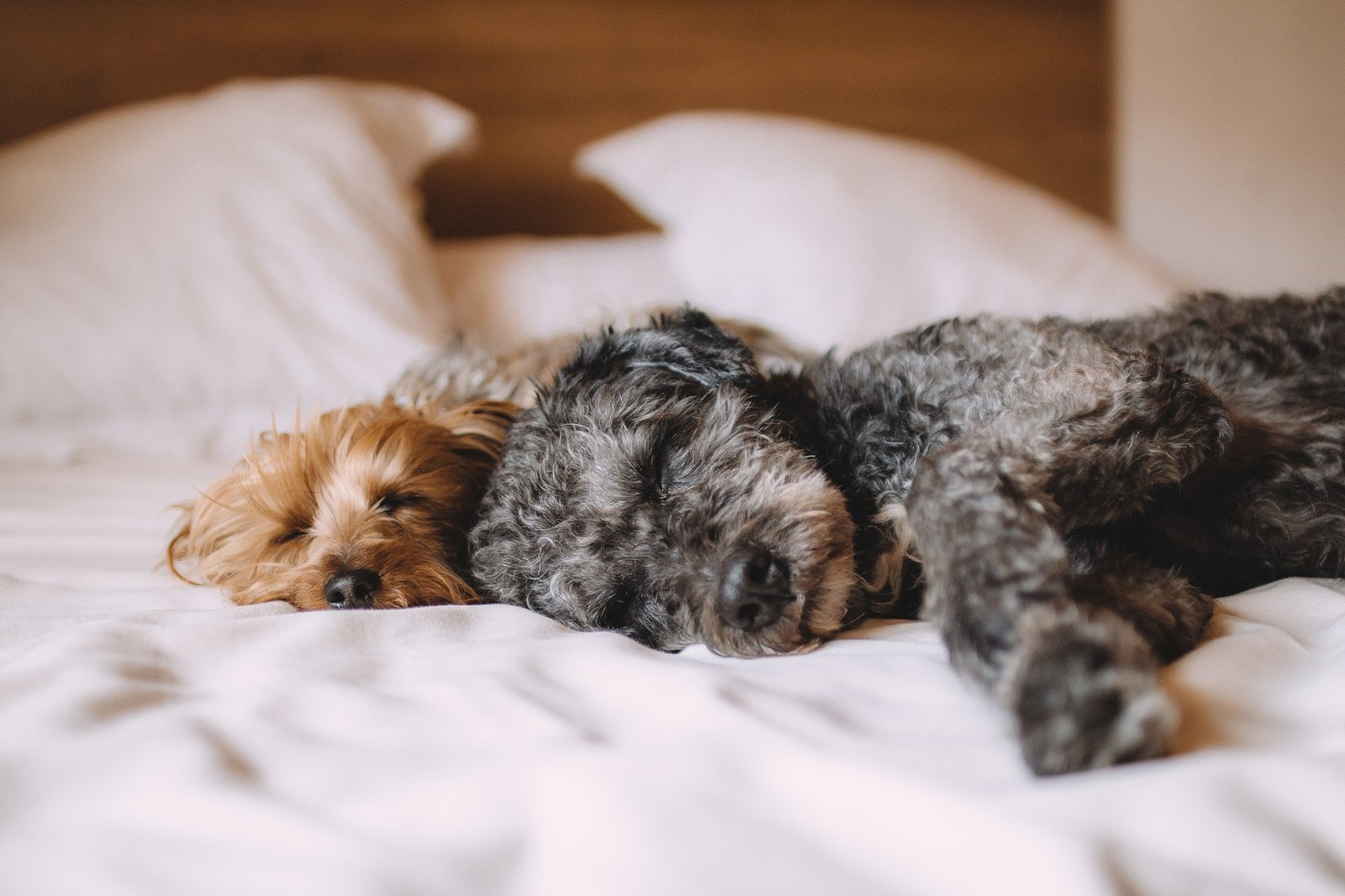 Sunday - a sleep focussed startup