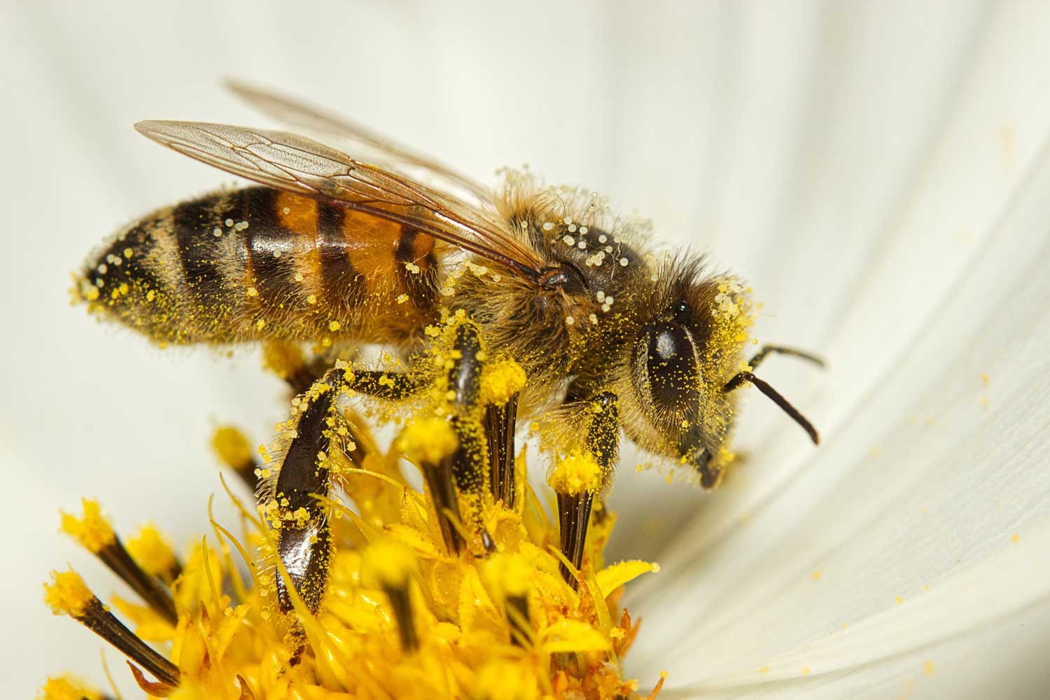 AI Pollination Startup