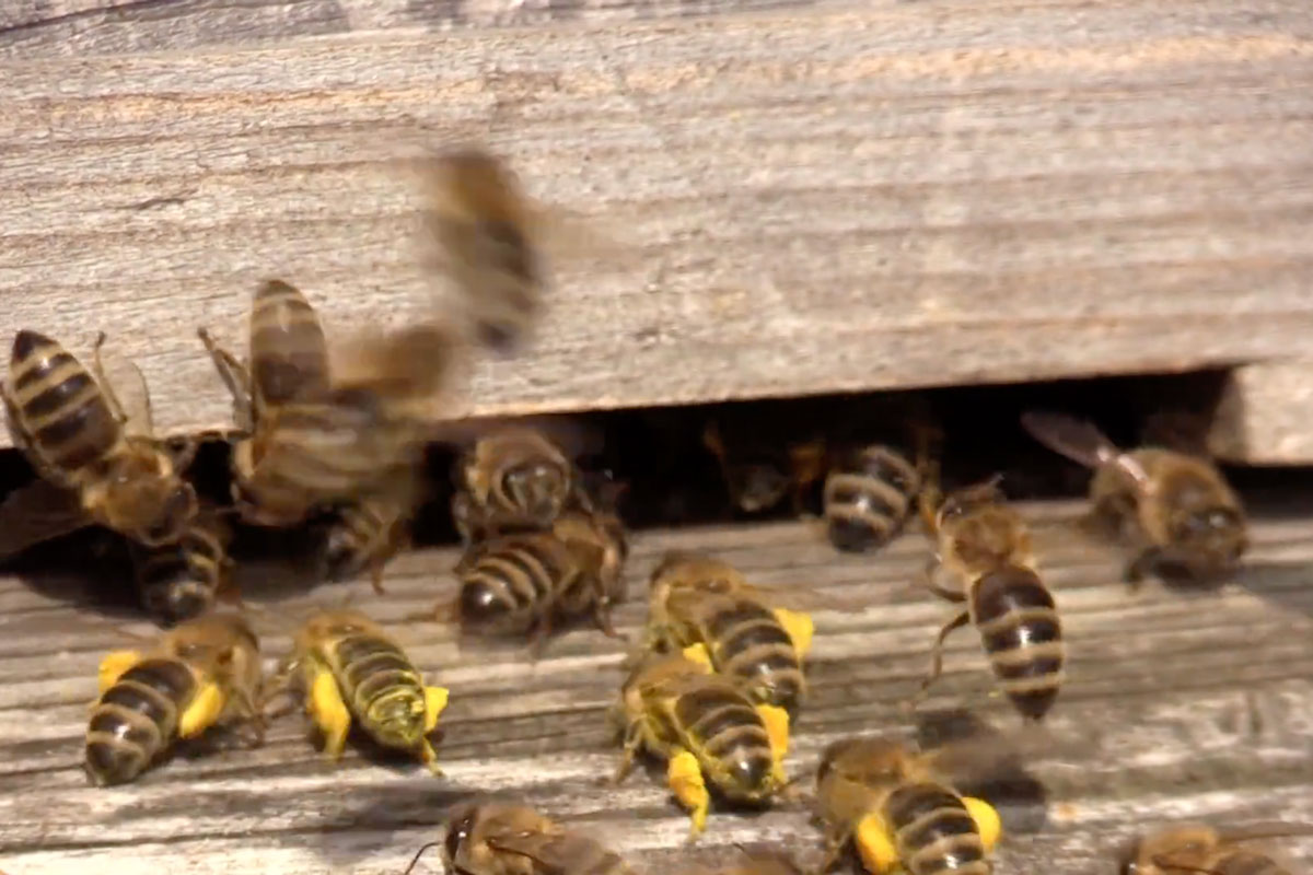 Street Bee Startup