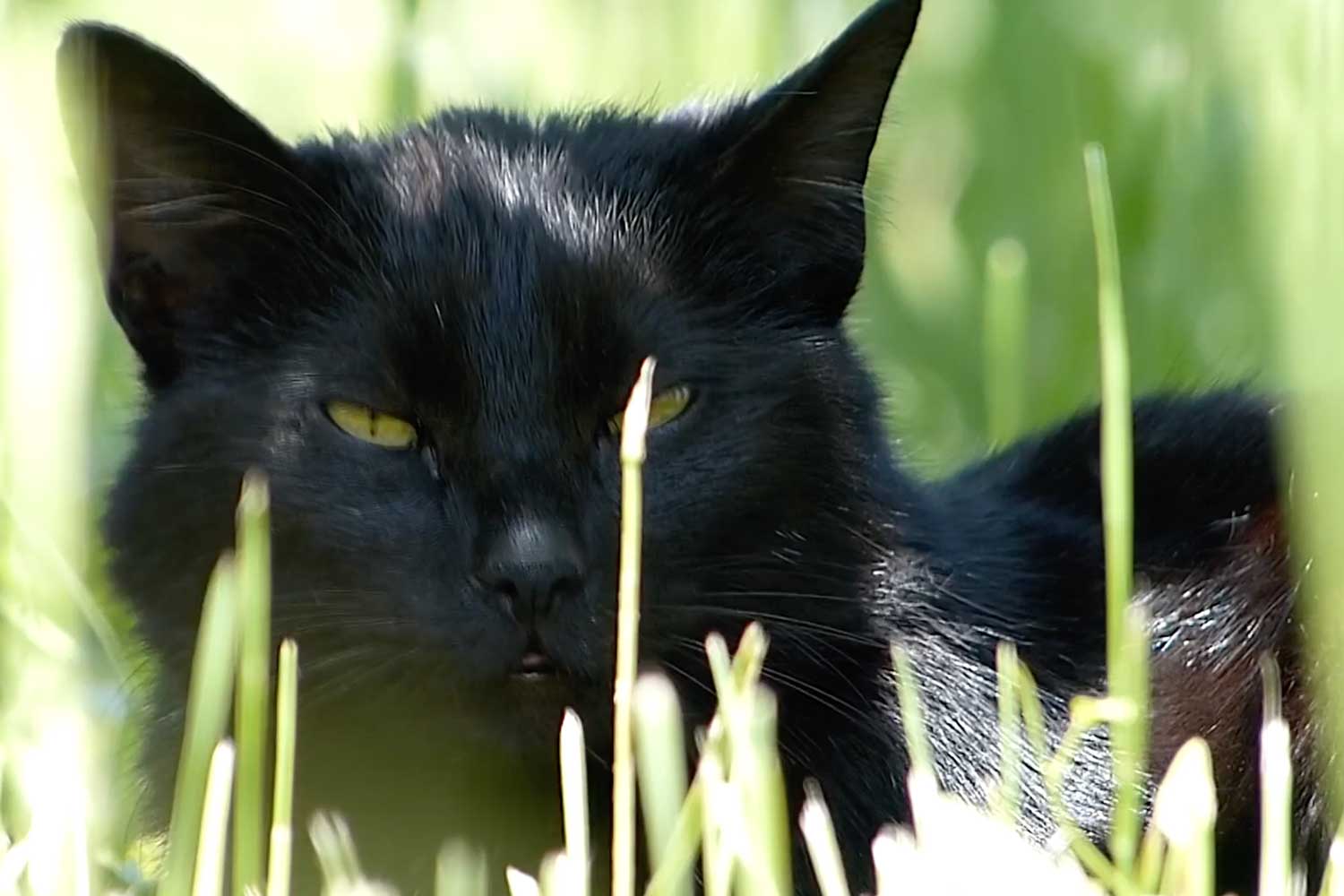Cat Product Startup