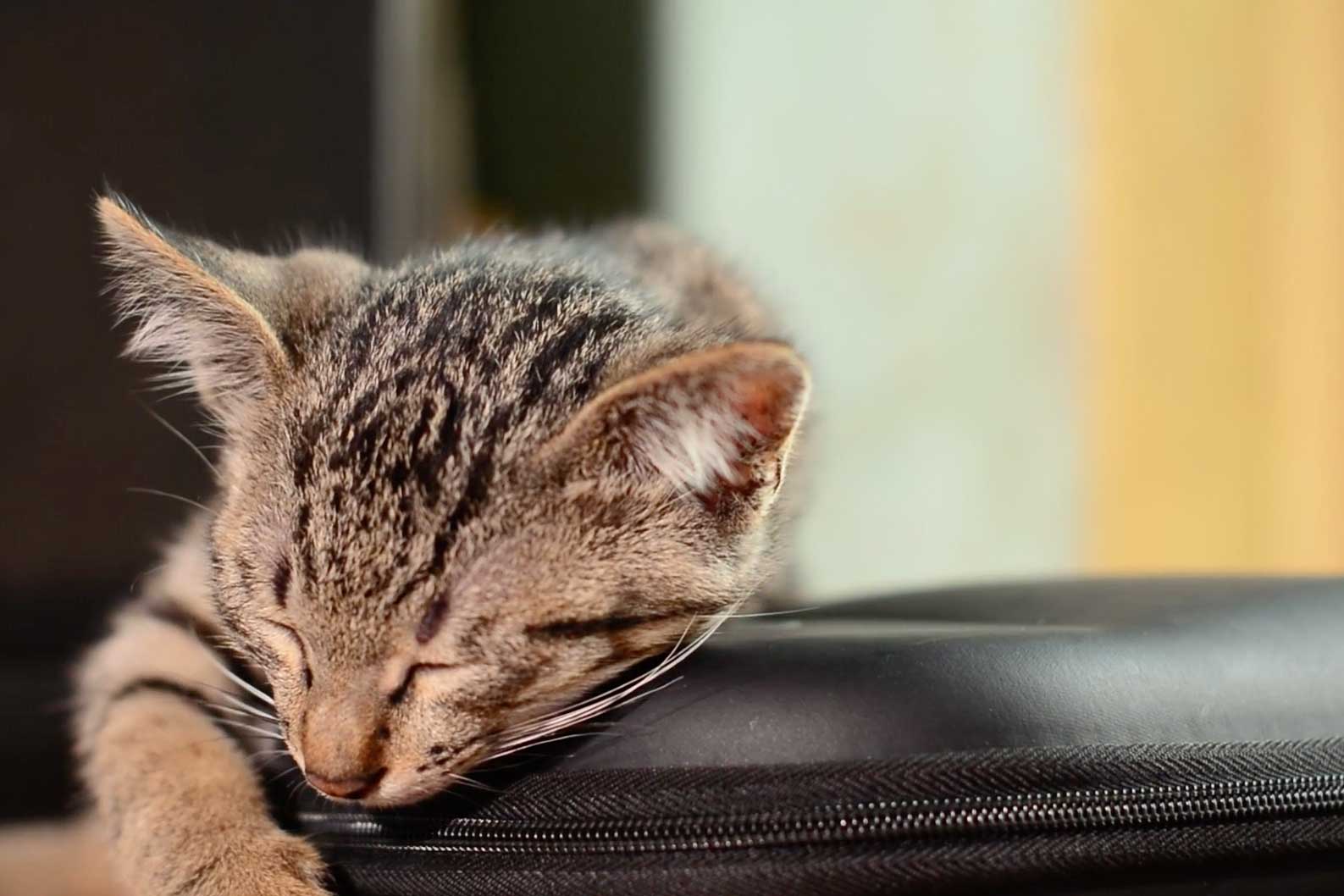 Plant Based Pet Food Startup