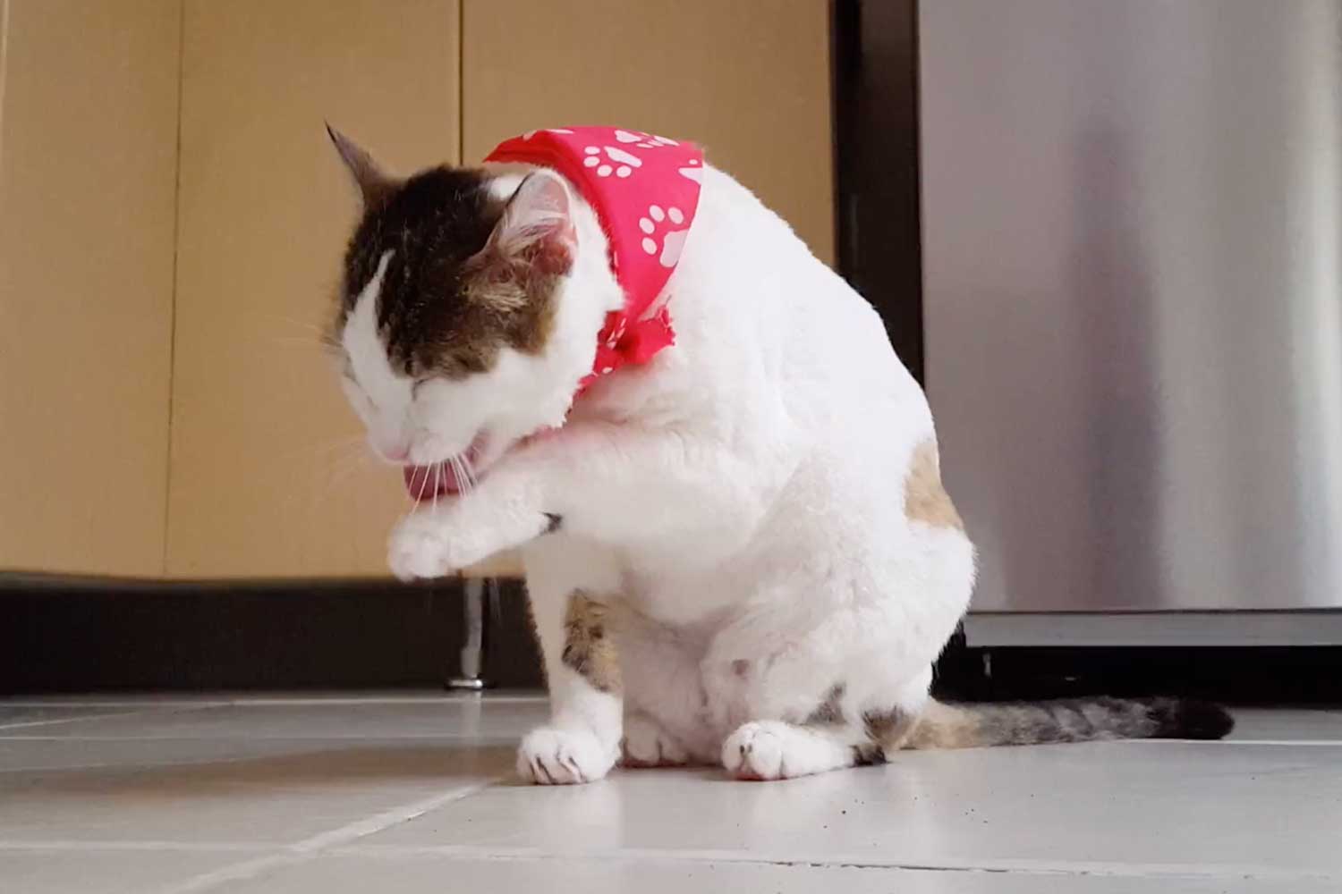 Pet Tech