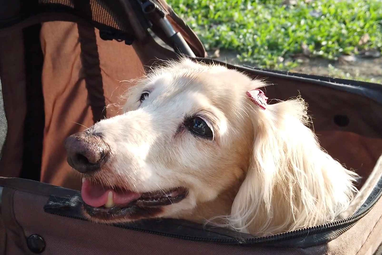 Pet accessory startup