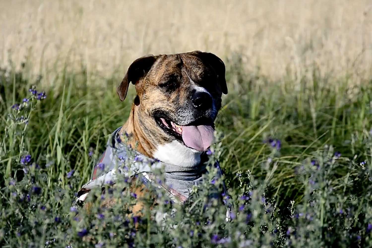 Volunteer Dog Drone Startup
