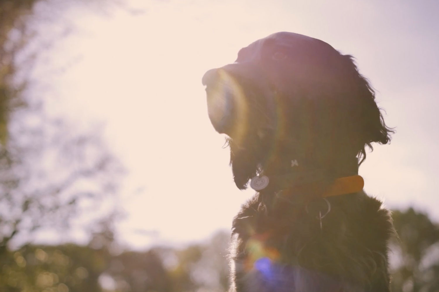 Sustainable dog wear startup