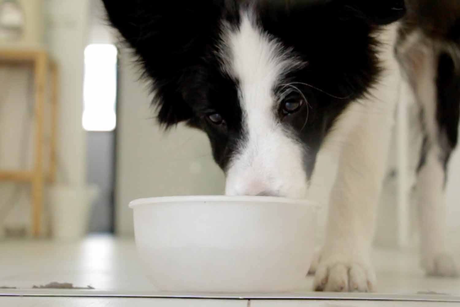 Low Plastic Pet Startups