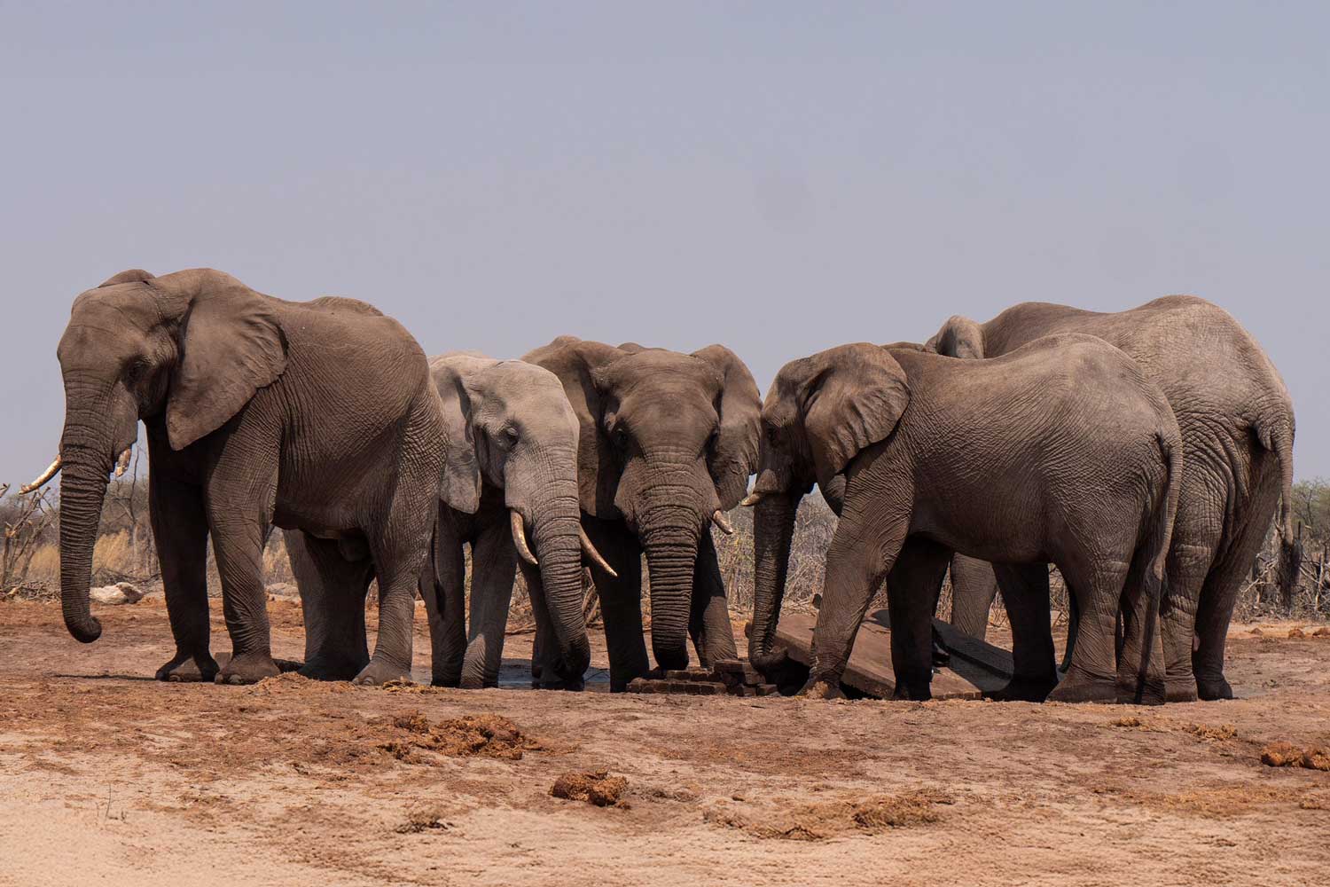 The Cost of Wildlife Crime: Why Investing in Anti-Poaching Pays Off