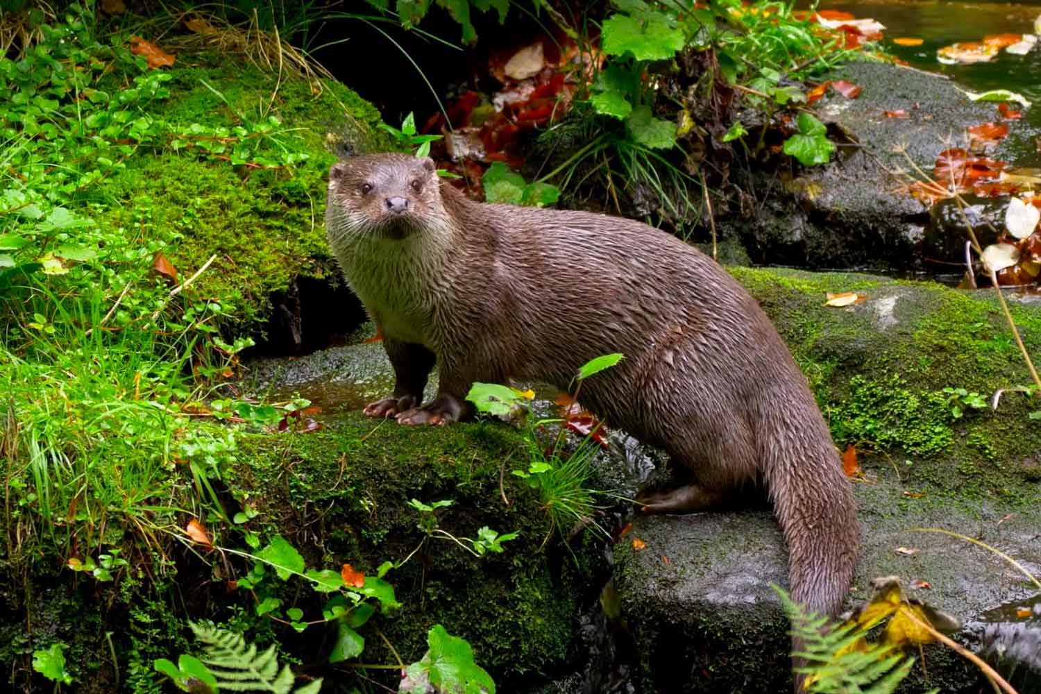 Ferret AI from Apple - revolutionary multimodal AI technology