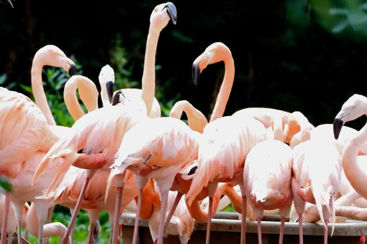 Flamingos
