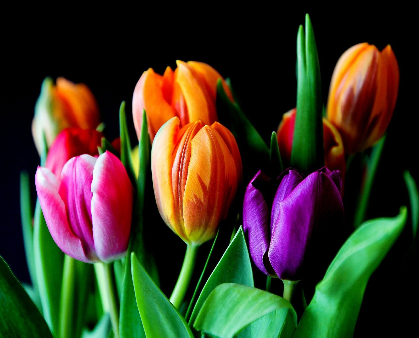 Flower Startup