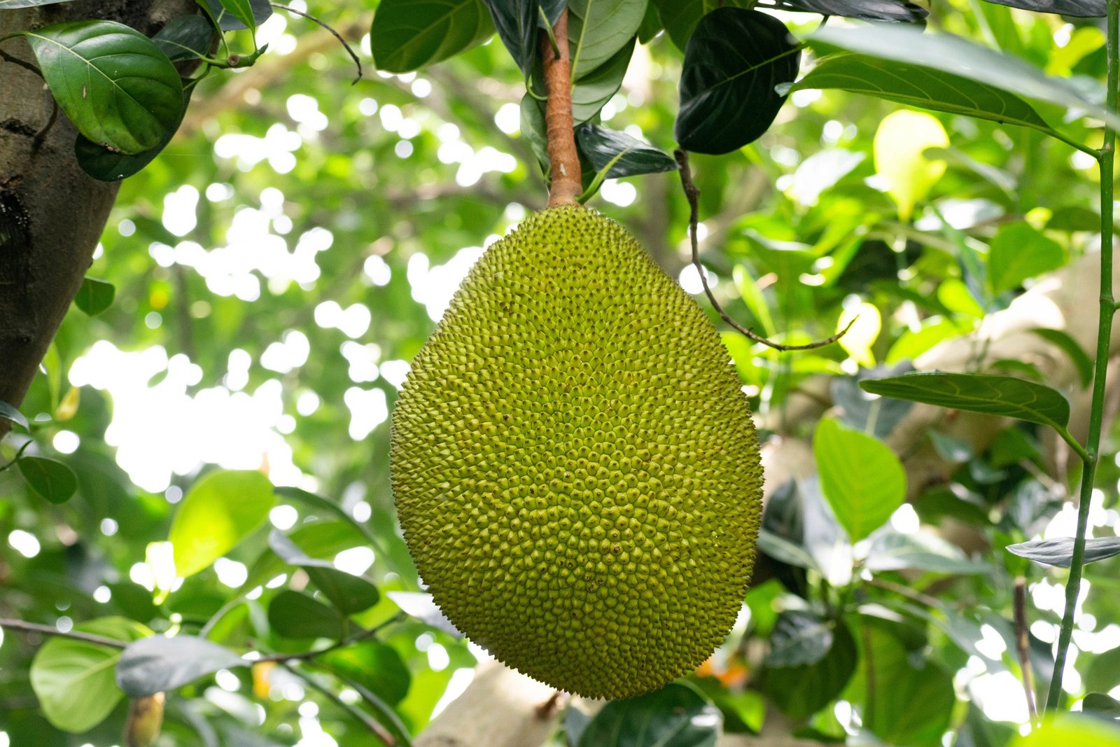 Jackfruit Startup