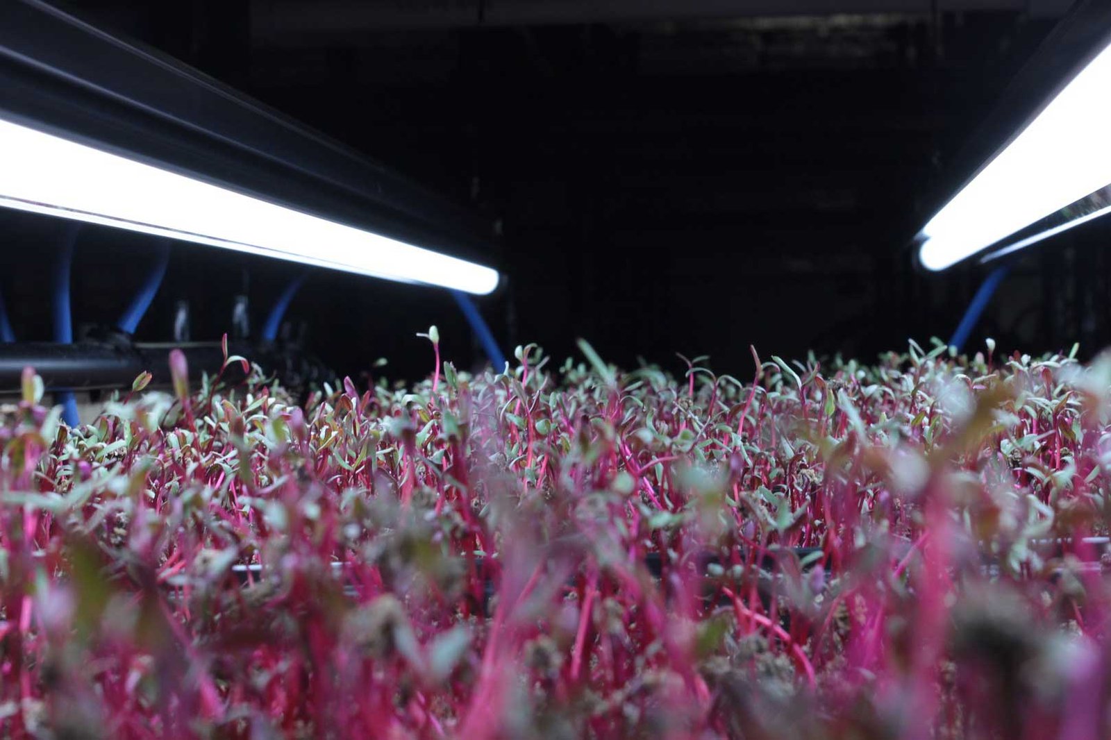 Infarm - Supermarket farms