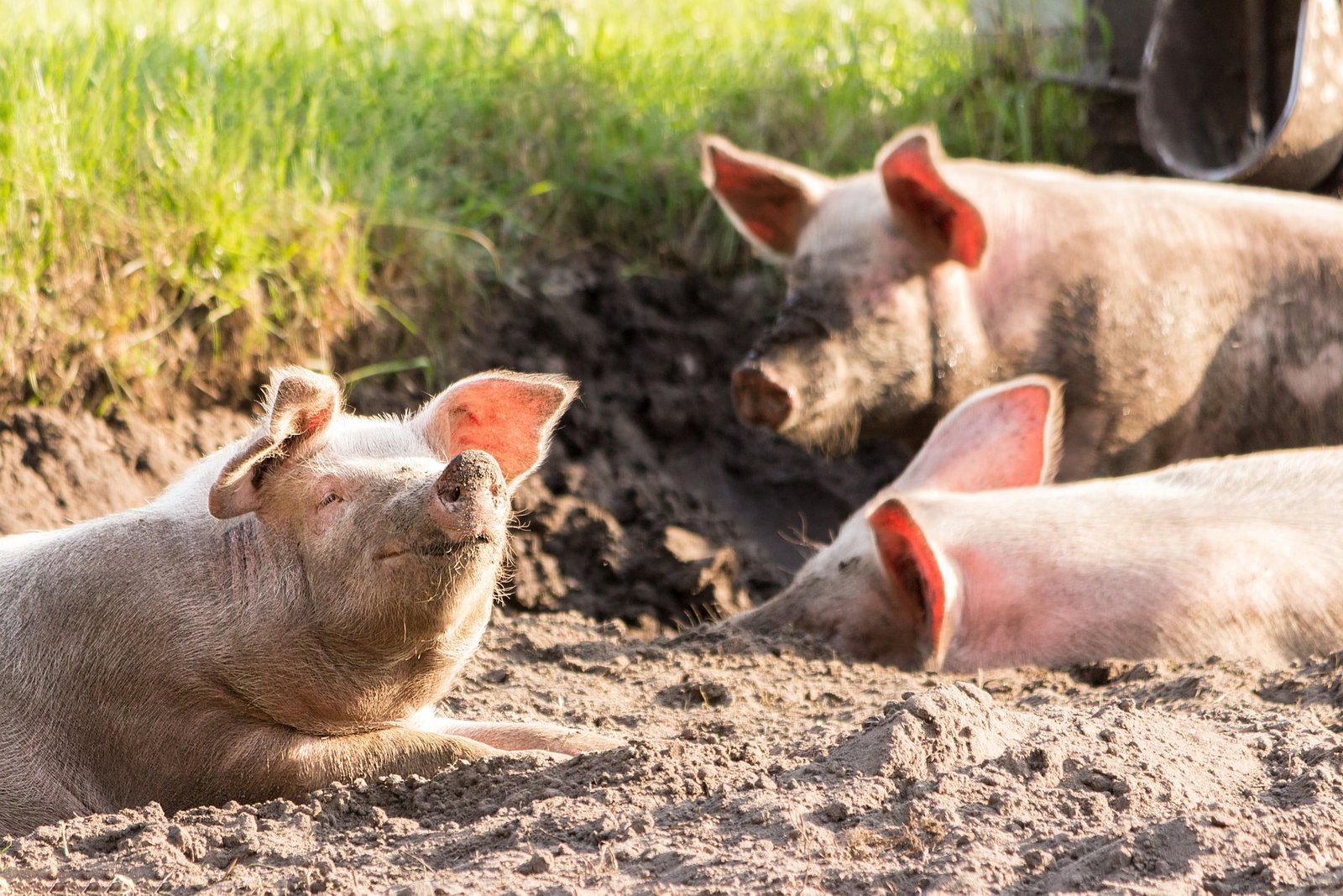 Meatable Startup offers cruelty free pork.