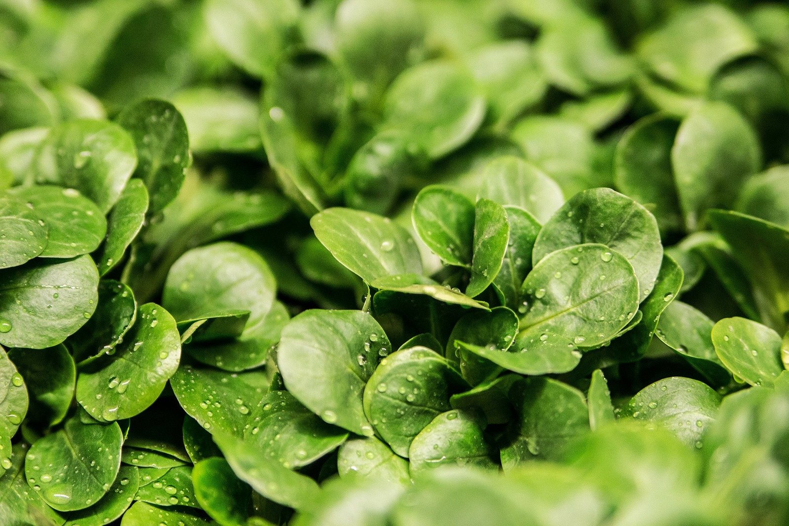 iFarm grows local salads