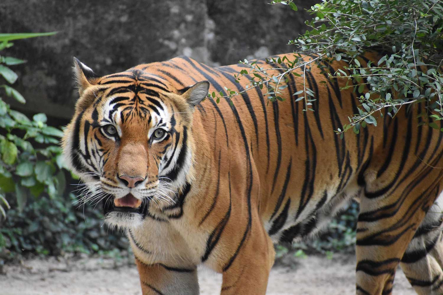 The Challenges of Deploying AI Against Wildlife Crime