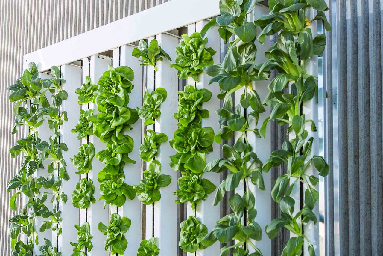 Hydroponic startup - Zipgrow
