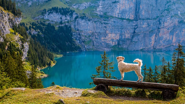 Pet Start-ups