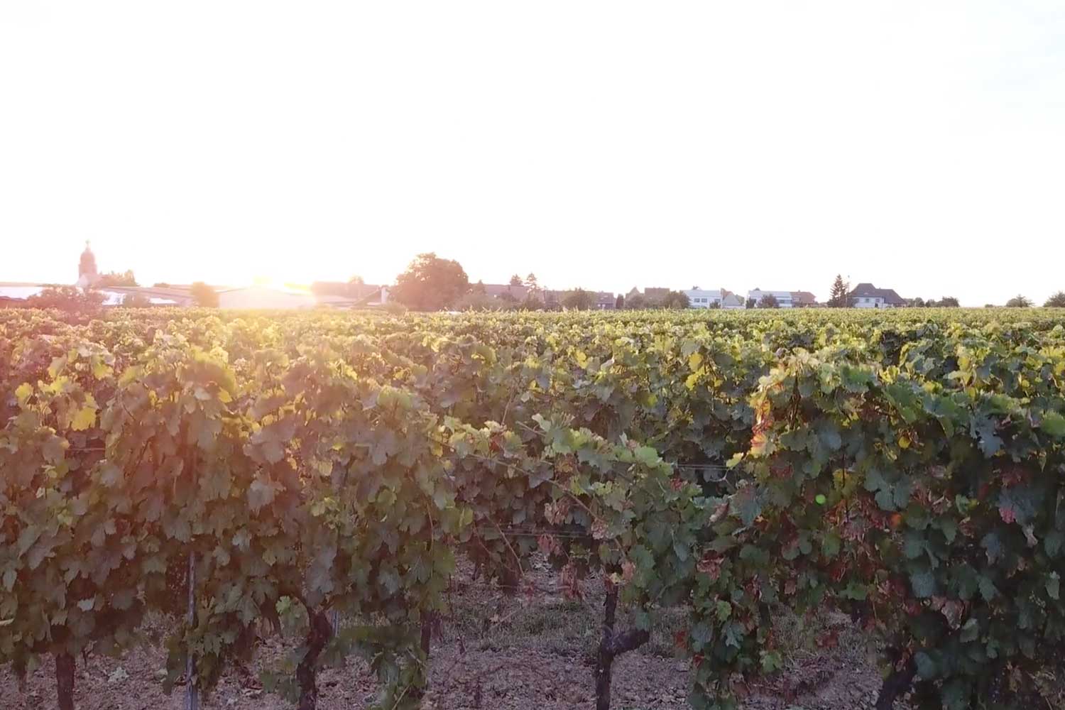 Wine App Startup