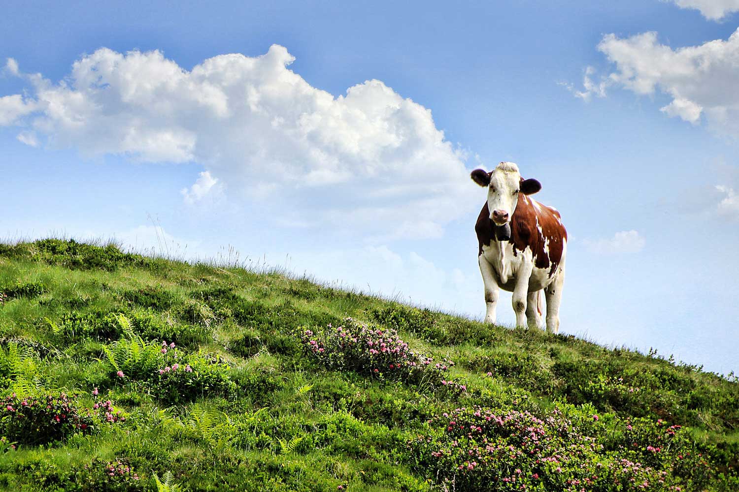 Cow-Shed AI